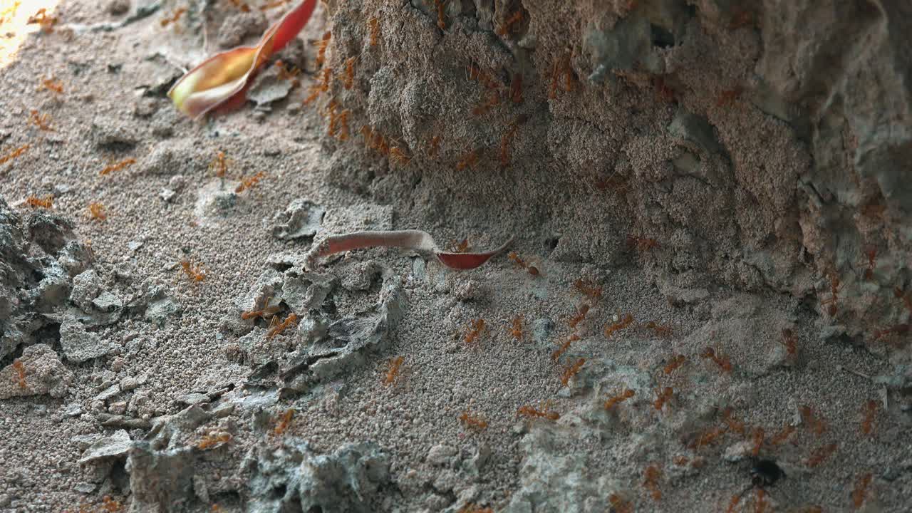 Inquadratura esterna statica di media distanza di un gruppo di formiche rosse attorno a uno scarabeo morto in un angolo di giorno