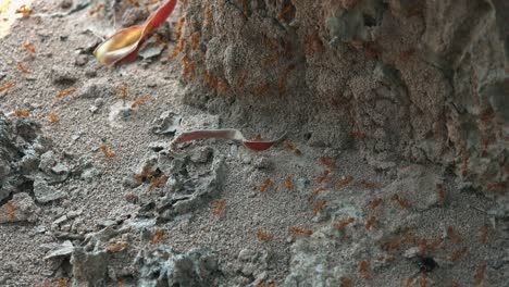 medium exterior static shot of a bunch of red ants around dead body beetle in corner in the day