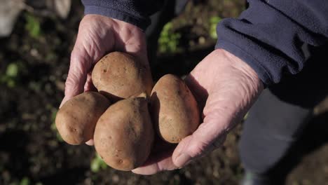 old woman holds potatoes in hands in field, closeup slow motion, natural light