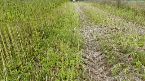 cannabis industrial field in autumn