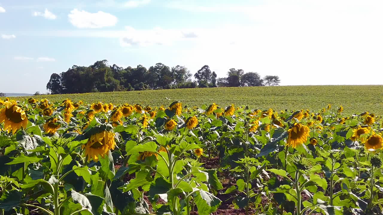 plantación de girasol en un día soleado y ventoso en cámara lenta