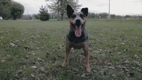 Perro-Blue-Heeler-Esperando-Para-Buscar-El-Palo-En-Cámara-Lenta