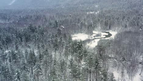 Schöner-Schneeszenenwald-Im-Winter.-Überfliegen-Von-Schneebedeckten-Kiefern.