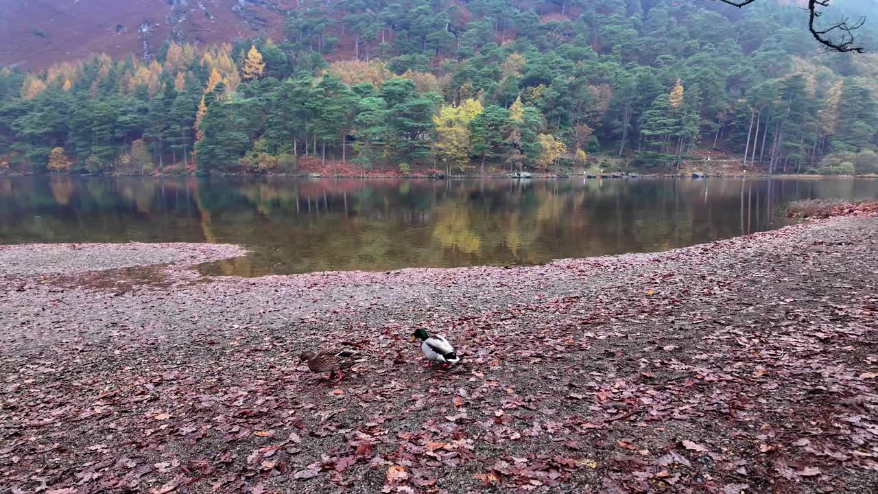 글렌달로 (glendalough) 와 위클로 (wicklow) 에 있는 극적인 풍경과 함께 는 오리 (duck) 아일랜드: 겨울에 웅장한 장소
