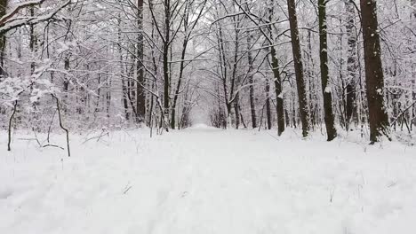 bosque de invierno en la nieve