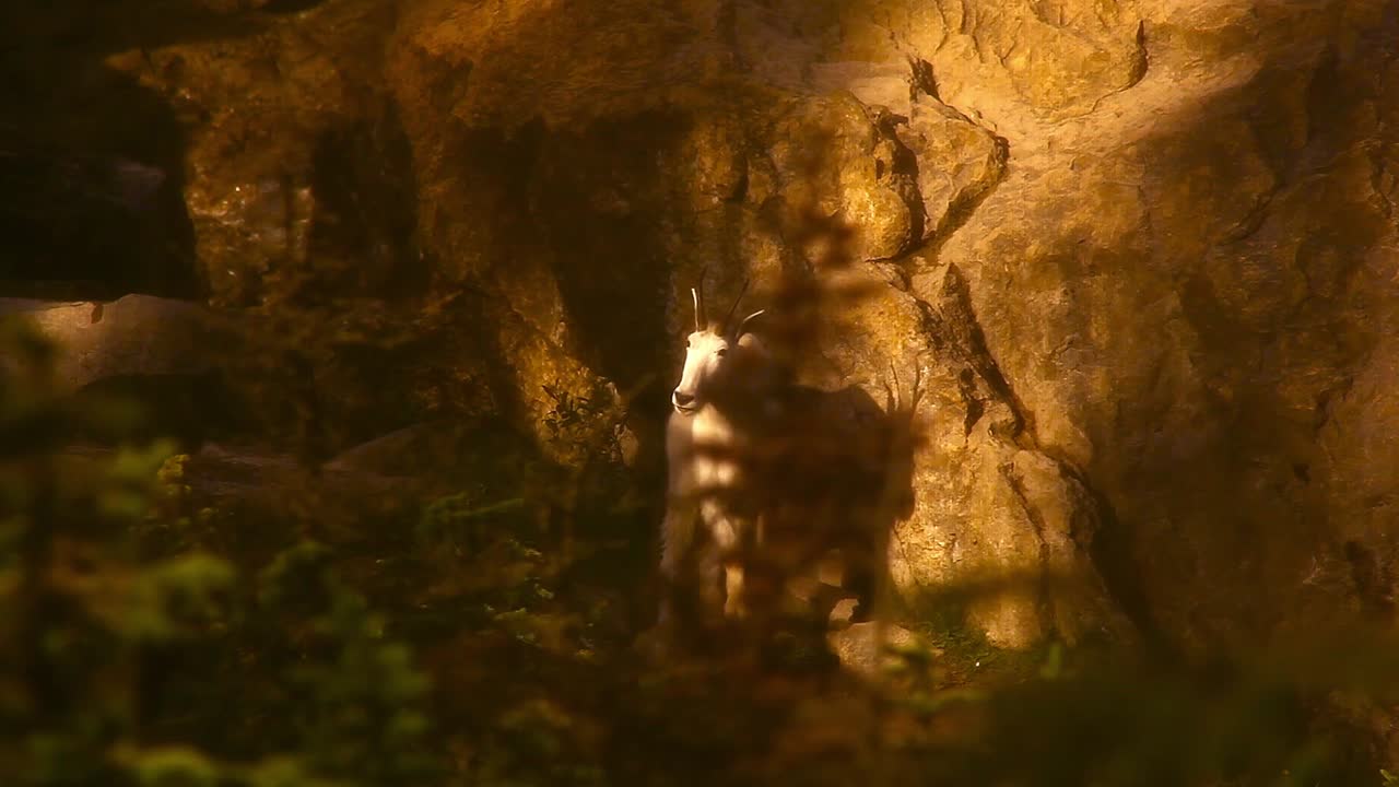 cabra montés de pie junto a una roca