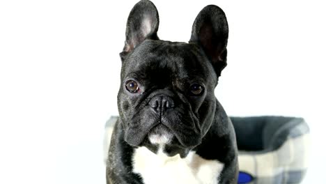 french bulldog dog sitting and looking, white background