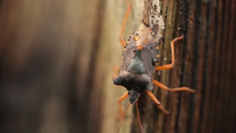 Die-Waldwanze-Oder-Rotbeinige-Schildwanze-(Pentatoma-Rufipes)-Ist-Eine-Art-Der-Schildwanze-Aus-Der-Familie-Der-Pentatomidae,-Die-In-Den-Meisten-Teilen-Europas-Häufig-Vorkommt.-Es-Bewohnt-Wälder,-Wälder,-Obstgärten-Und-Gärten