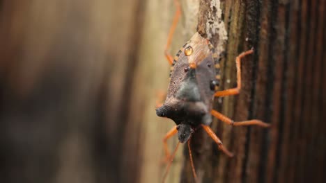 el insecto del bosque o el insecto del escudo de patas rojas (pentatoma rufipes) es una especie de insecto del escudo de la familia pentatomidae, que se encuentra comúnmente en la mayor parte de europa. habita bosques, bosques, huertos y jardines.