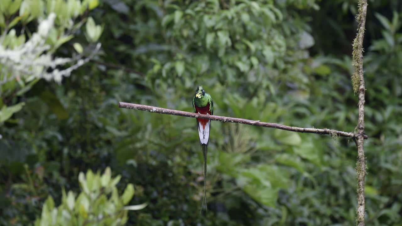 resplandeciente macho de quetzal posado en una rama, comiendo un aguacate silvestre, san gerardo costa rica