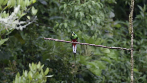 Resplendent-Quetzal-male-perched-on-branch,-eating-a-wild-avocado,-San-Gerardo-Costa-Rica