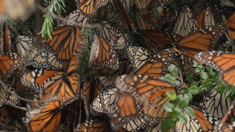 Un-Grupo-De-Mariposas-Monarca,-Todas-Batiendo-Sus-Alas-En-Un-árbol-En-La-Reserva-De-La-Biosfera-De-La-Mariposa-Monarca-En-México