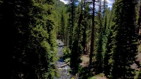 elevating from forest creek to above tall pine trees
