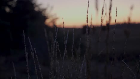 Beautiful-panning-shot-from-grass-and-a-beautiful-sunset-at-golden-hour-in-the-nature