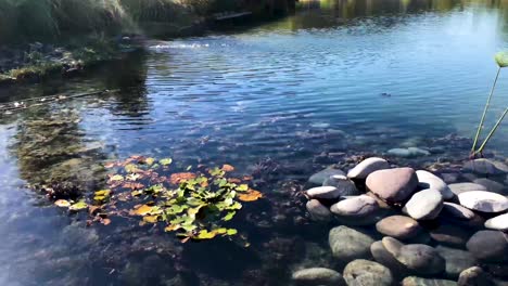 static-shot-of-Pond-with-rocks-and-seaweed