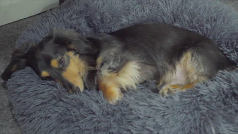 Sleepy-Dachshund-sausage-dog-resting-on-a-fluffy-dog-bed