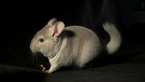 closeup portrait of a chinchilla eating dried fruit on a black background, then throws food and runs away