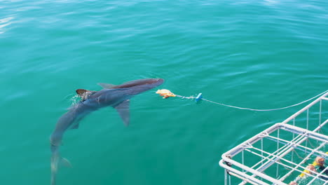 buceo en jaula de tiburones en kleinbaai, sudáfrica - tiburones de cobre se lanzan en busca de cebo