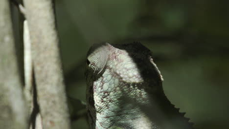 close-up shot of chameleon's eye rotating in various directions