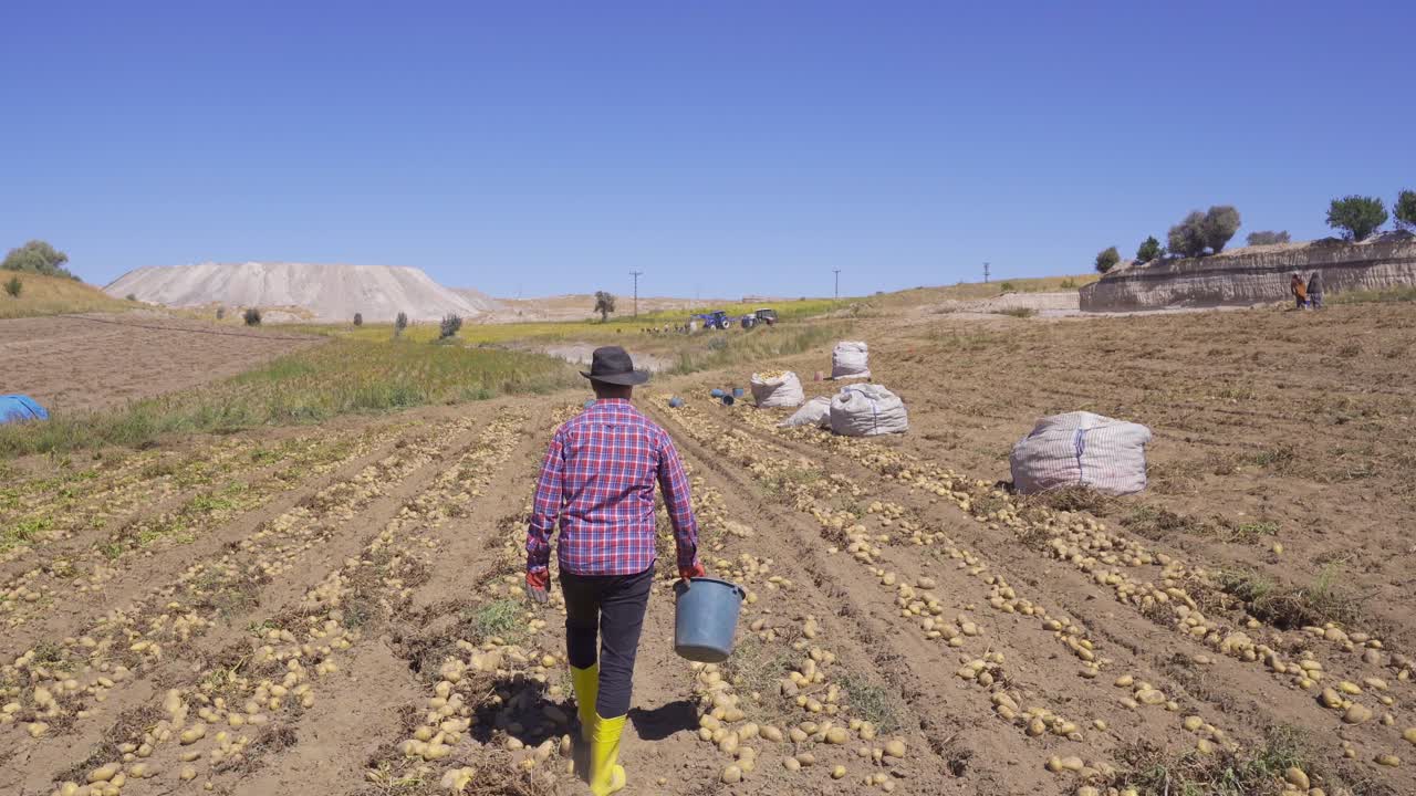 trabajador que trabaja en un campo de patatas.