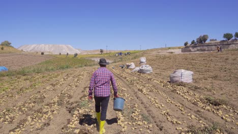 worker working in potato field.