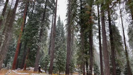 4k footage of a snowstorm in sequoia national park