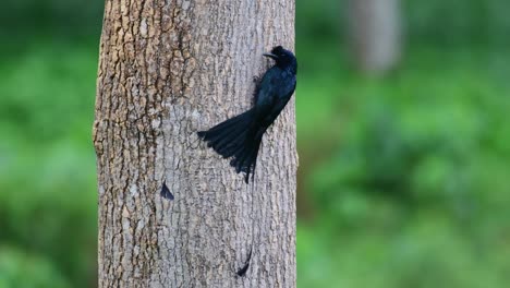 Visto-Desde-Su-Espalda-Alimentándose-De-La-Corteza-Del-árbol-Y-Luego-Vuela-Un-Poco-Para-Reajustar-Su-Posición,-Drongo-Dicrurus-Paradiseus-De-Cola-De-Raqueta-Mayor,-Tailandia