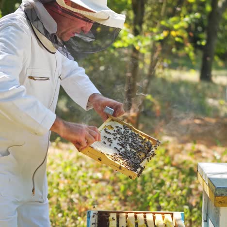 apiary in the middle of the forest. male beekeeper in white protective suit, slightly leans towards the hive, and taking out frame. smoking smoker on the lid of the hive