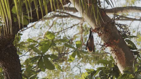 Bat-hanging-upside-down,-relaxing-on-a-sunny-day