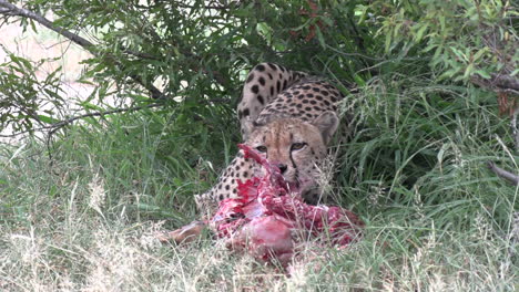 un guepardo yace en el monte masticando alegremente los huesos de una presa recién muerta
