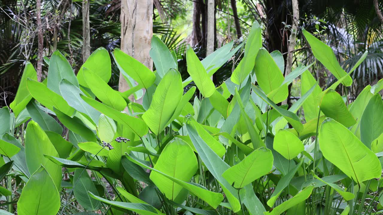 A sequence of green leaves shaking in the wind