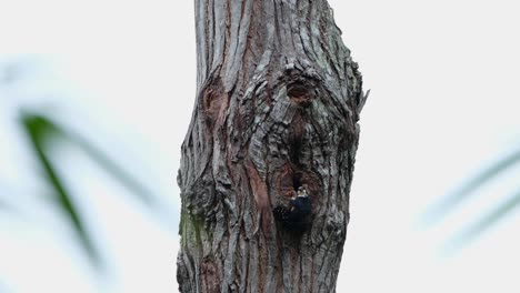 Außerhalb-Seines-Baus-Gesehen,-Während-Es-Seine-Nestlinge-Füttert-Und-Pflegt-Und-Dann-Wegfliegt,-Schwarzschenkelfalke-(Microhierax-Fringillarius),-Thailand