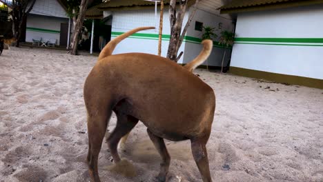 two brown dogs playing on the sand at the beach in koh phangan, thailand - full shot