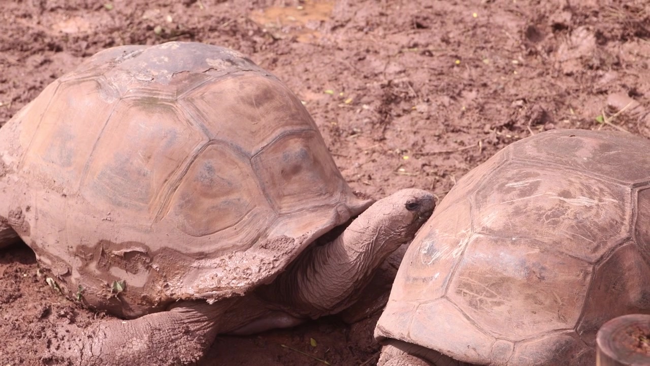 Close-up de duas enormes tartarugas gigantes de Aldabra descansando na terra numa reserva natural das Maurícias. Répteis exóticos raros no seu habitat natural, exibindo cascos grossos e pele enrugada