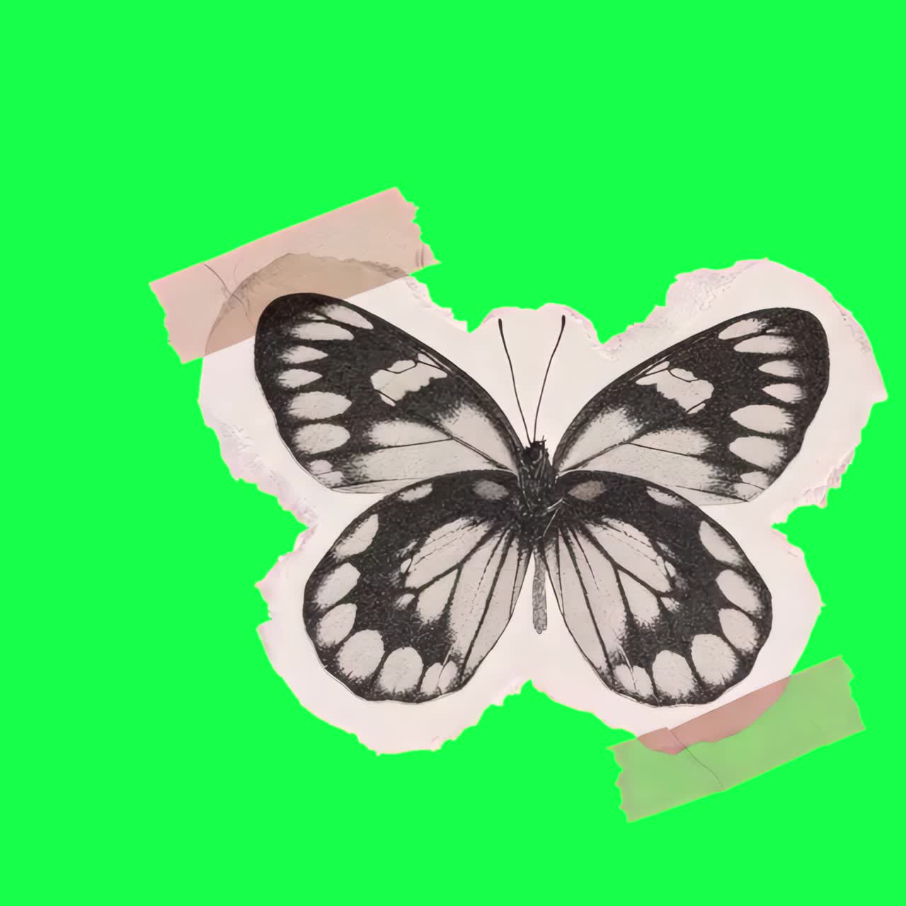 Animazione collage di farfalle vintage, video 4K trasparente, green screen