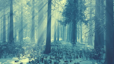 Beeindruckende-Aussicht-Auf-Nebel-Und-Sonnenlicht-Nach-Frost-Auf-Dem-Kiefernwald