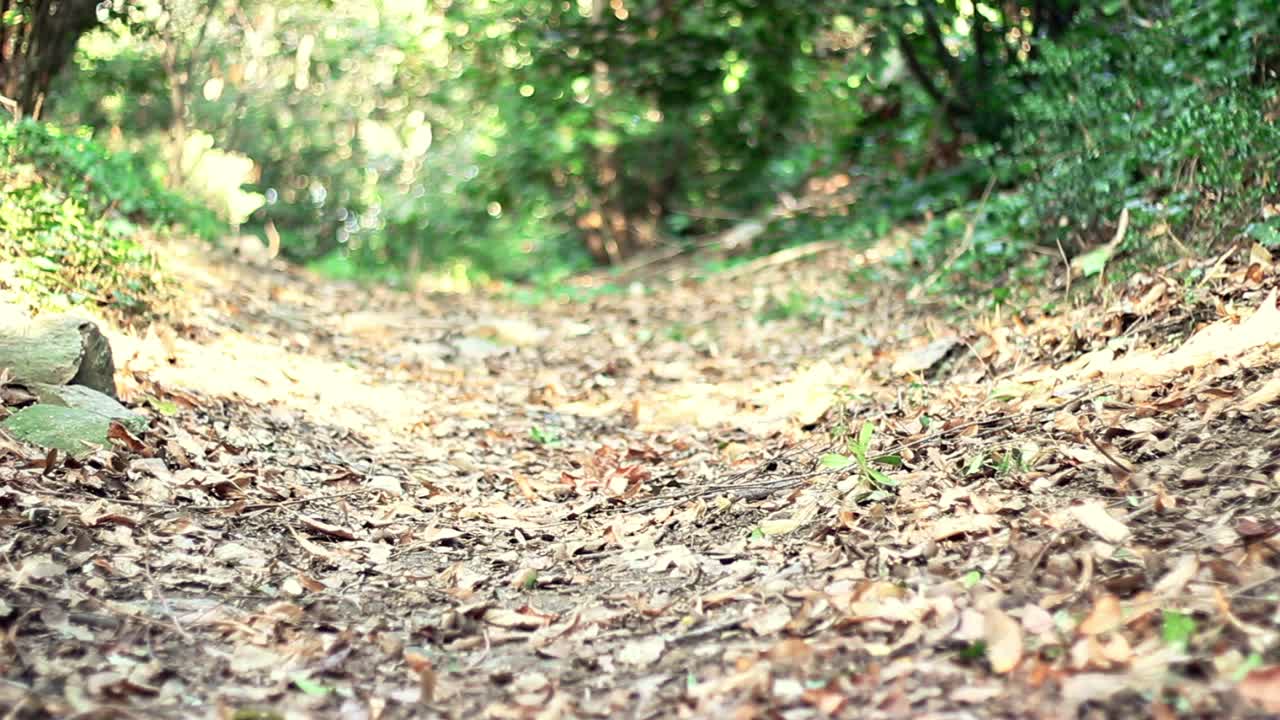 산책 숲 가을 공원