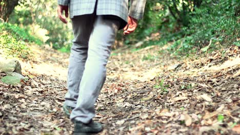 caminar por el bosque en el parque de otoño