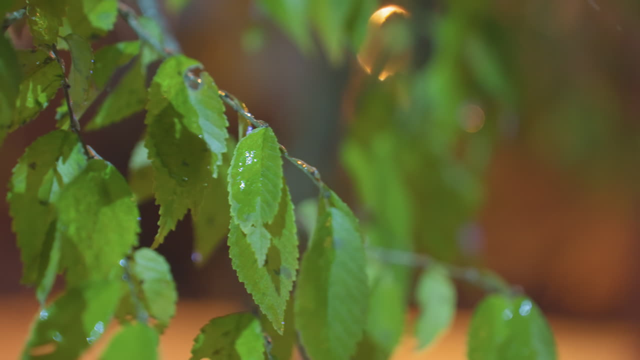 hojas verdes húmedas balanceándose suavemente en el viento, iluminadas por la luz bokeh dorada contra un fondo suave y borroso, con gotas brillantes y un brillante resplandor vespertino