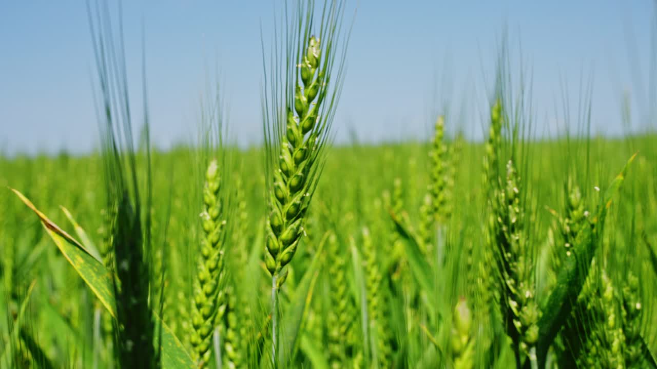 Growing rye field with green spikes swaying in the breeze under a clear blue sky