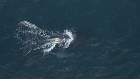 Toma-Aérea-De-Una-Cría-De-Ballena-Jorobada-Nadando-Junto-A-Sus-Padres-En-Mozambique