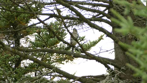 falcon bird perched in the trees of a provincial park in canada