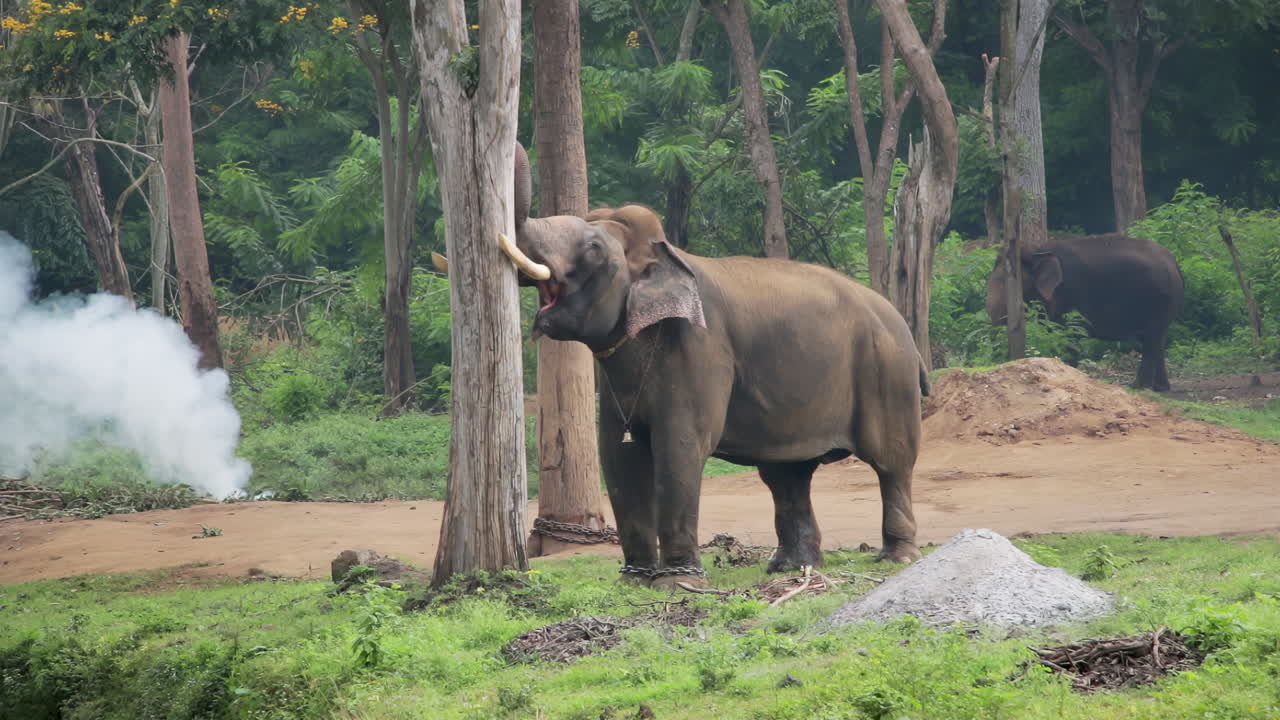 A majestic elephant rubbing against a tree in a lush Nagarahole forest setting, with another elephant in the background