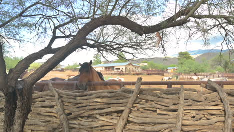 Group-of-horses-in-enclosure