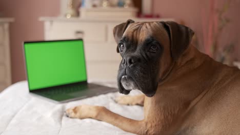cute dog lying on belly over cozy bed while looking at camera with blank green chromakey screen