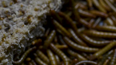 the mealworm is a species of darkling beetle used to feed pets like fish, snakes, birds, and frogs