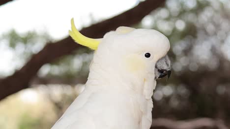 a cockatoo perched on a tree branch