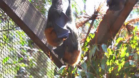 Megabat-Nativo-De-Australia,-Zorro-Volador-De-Cabeza-Gris,-Pteropus-Poliocephalus-Colgado-Boca-Abajo-En-Cautiverio-En-Un-Santuario-De-Vida-Silvestre,-Primer-Plano