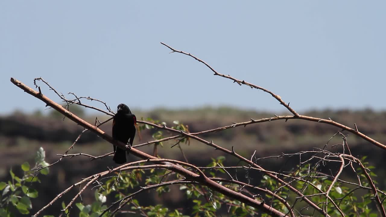 el pájaro negro de alas rojas mira los alrededores desde la percha en la rama del árbol