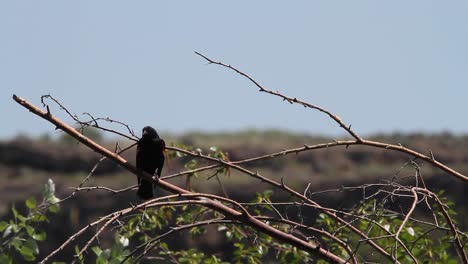 Red-wing-Blackbird-looks-at-surroundings-from-perch-on-tree-branch